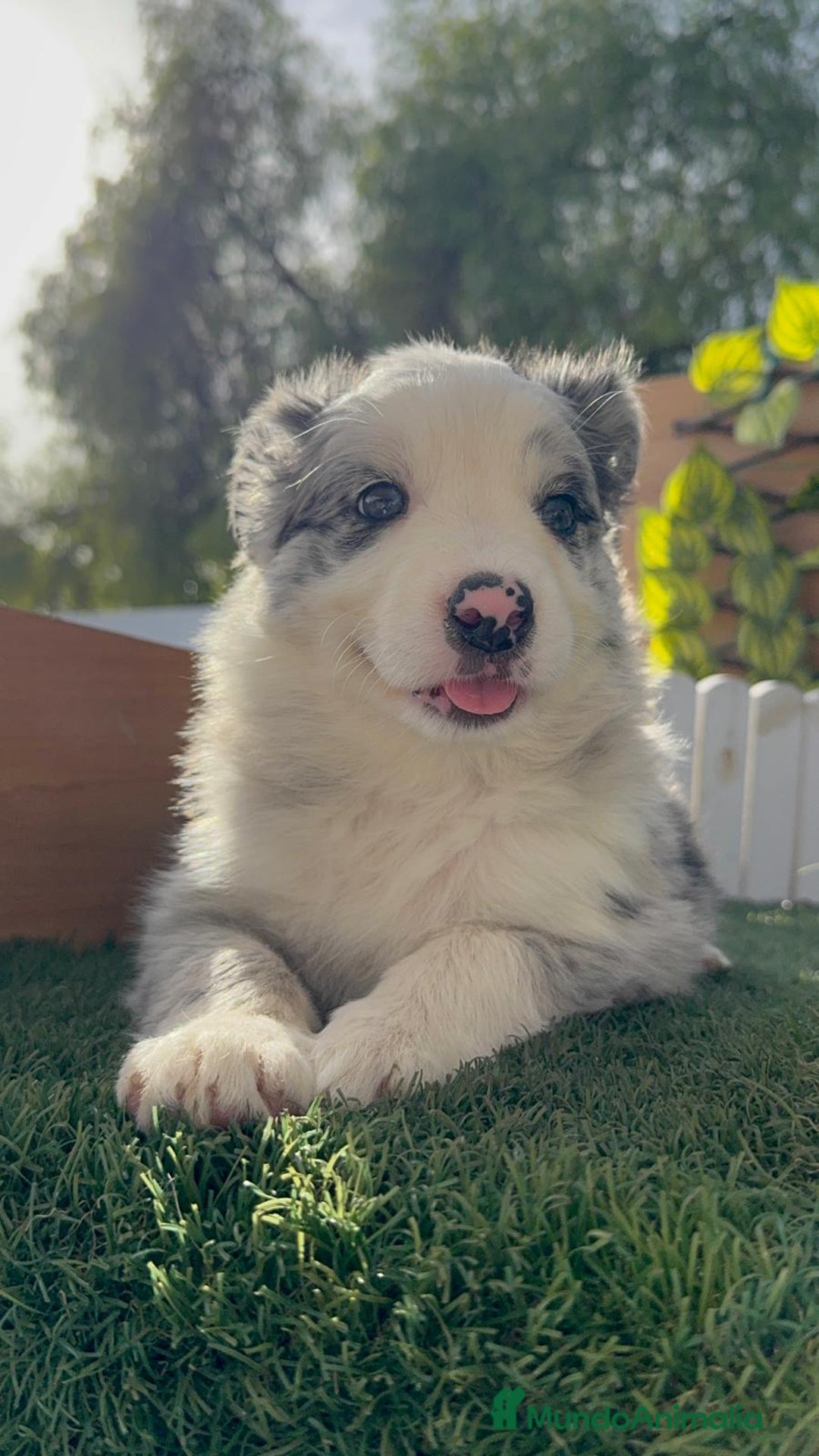 Border Collie perros en venta: BORDER COLLIE HEMBRA MERLE - Imagen 14