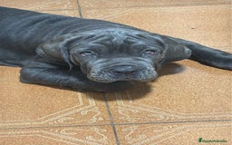 Mastín Napolitano perros en venta: ESPECTACULAR MASTIN NAPOLITANO - Imagen 1
