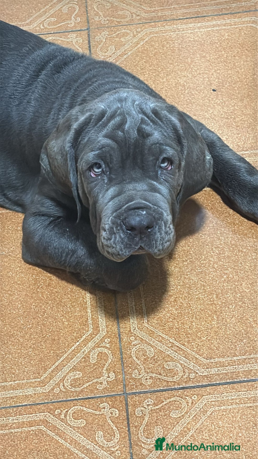 Mastín Napolitano perros en venta: ESPECTACULAR MASTIN NAPOLITANO - Imagen 1