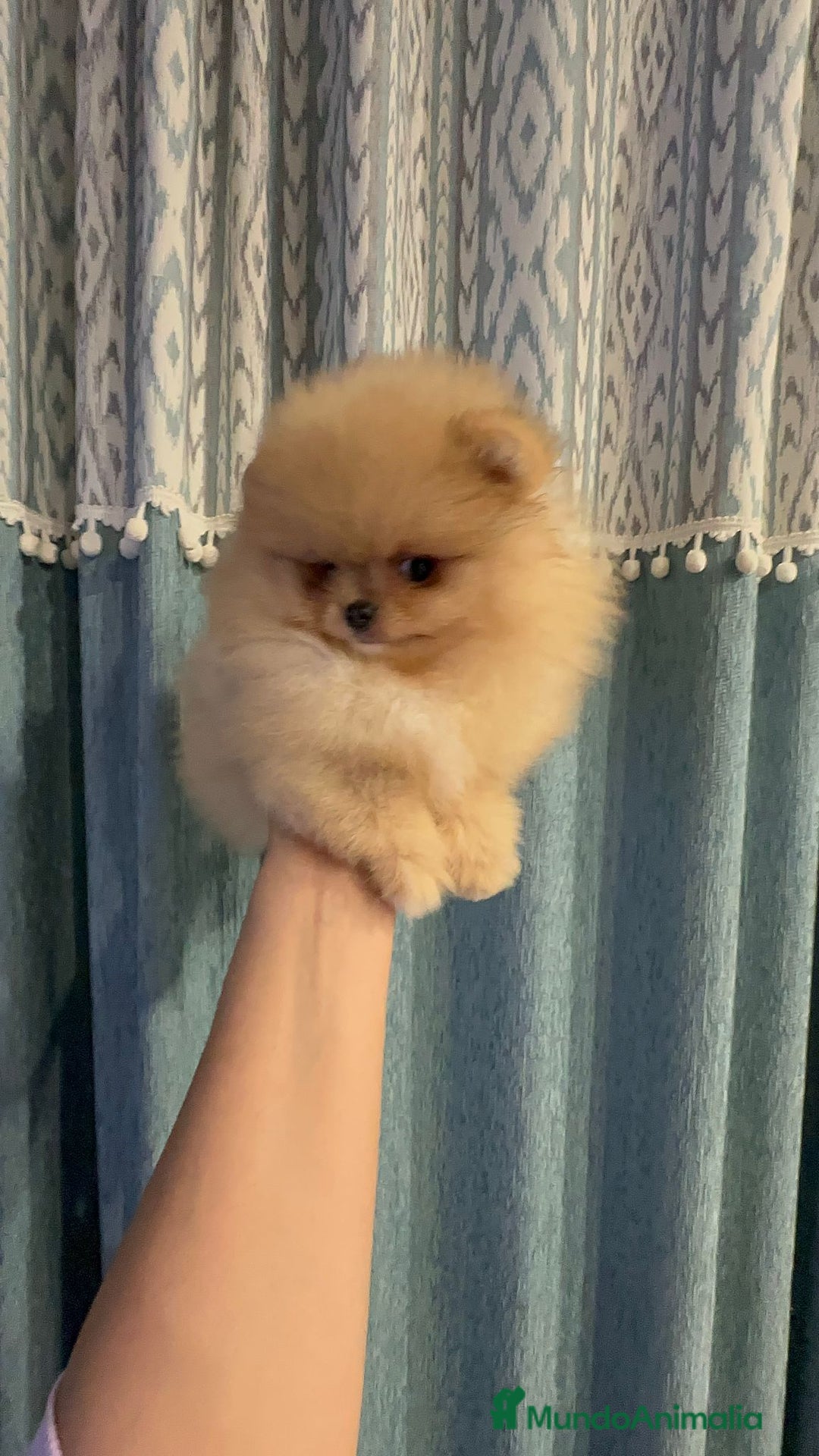 Pomerania perros en venta: Pomeranias súper mono y chatos - Anuncio 3