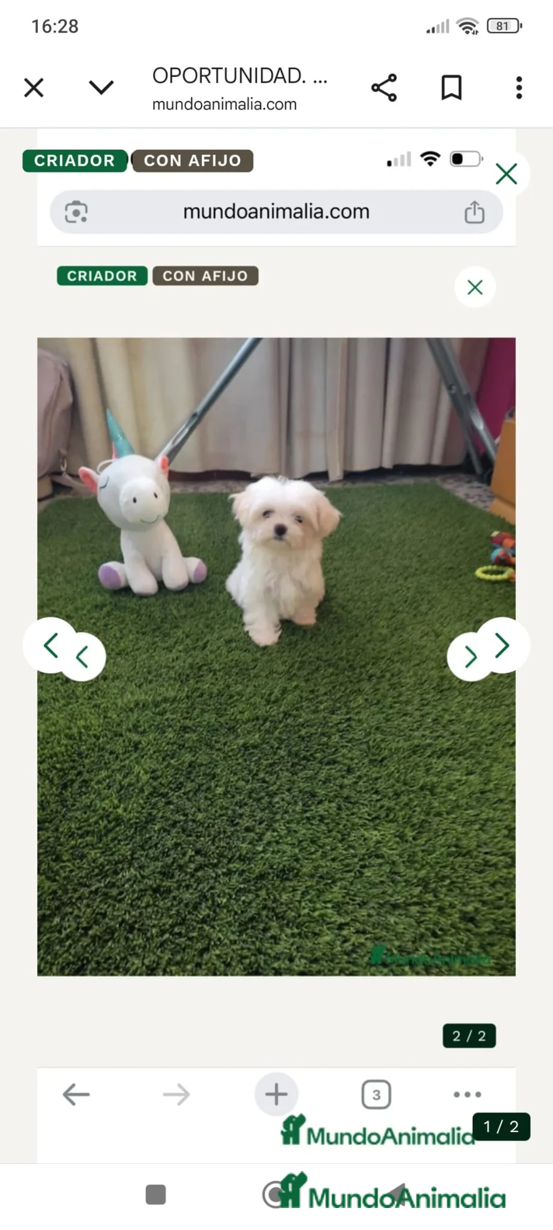 Bichón Maltés perros en venta: PRECIOSO BICHON MALTÉS MINI - Anuncio 1