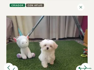 Bichón Maltés perros PRECIOSO BICHON MALTÉS MINI - Anuncio 1