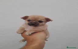 Chihuahua perros en venta: Chihuahua macho  - Imagen 2