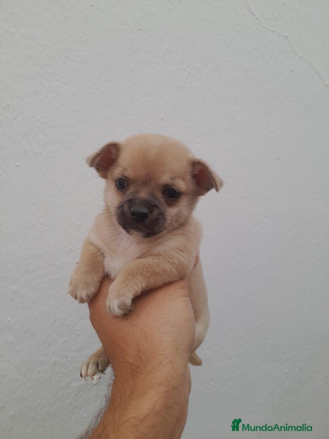 Chihuahua perros en venta: Chihuahua macho  - Imagen 2