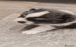 Pomerania perros en venta: Último Machito Pomerania Toy - Imagen 2