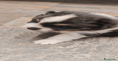 Pomerania perros - Anuncio 2