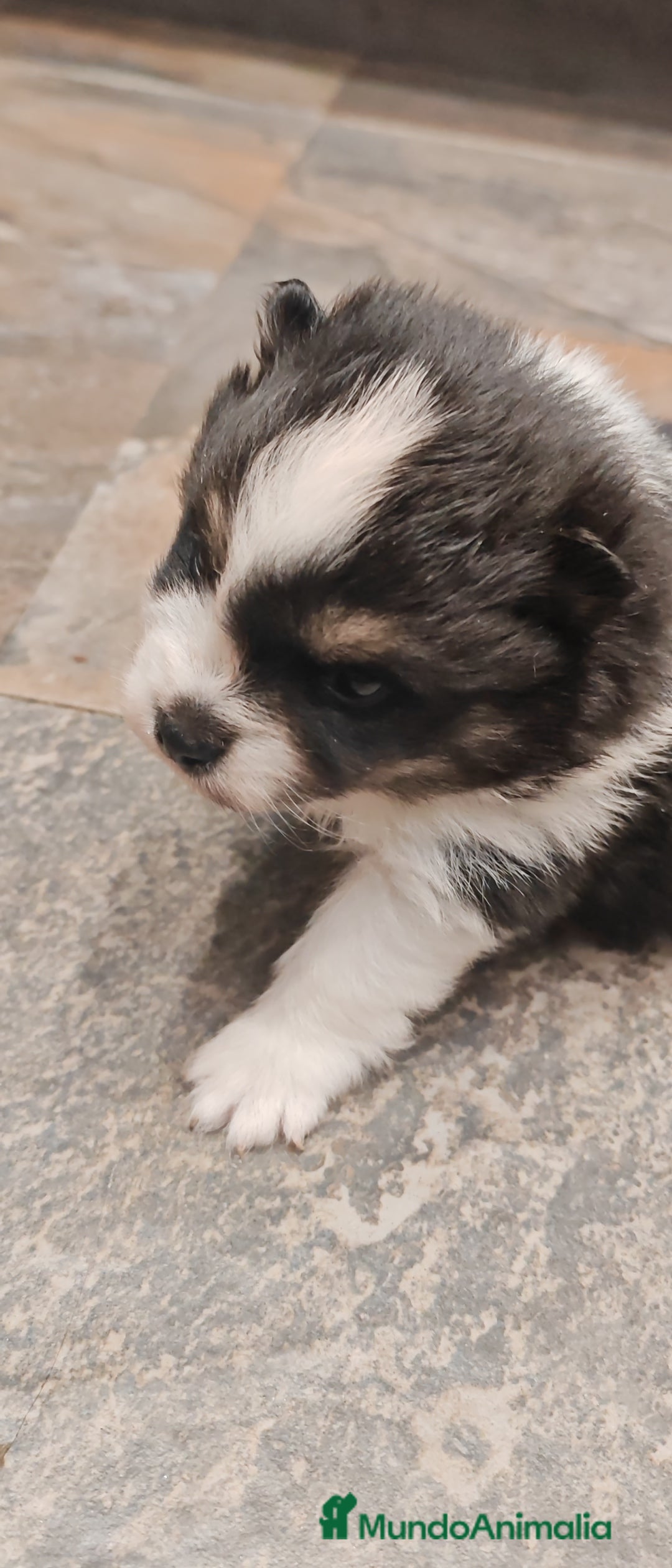 Pomerania perros en venta: Último Machito Pomerania Toy - Imagen 2