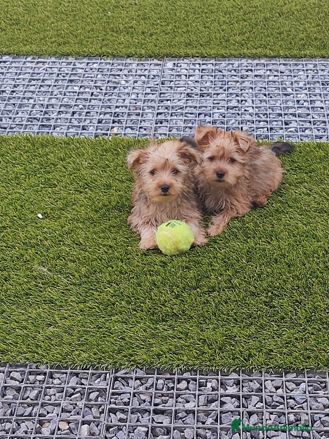 Yorkshire Terrier perros en venta: Yorkshire gold - Anuncio 2