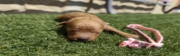 Caniche Toy perros en venta: Abrimos reservas en Álava - Anuncio 3