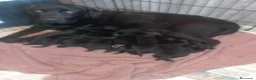 Labrador Retriever perros en venta: Labradores de Quercuscan  - Anuncio 6