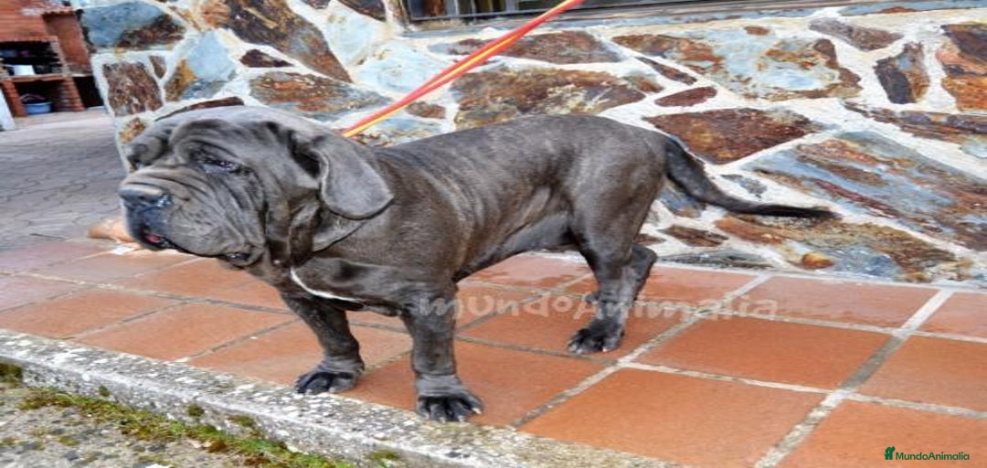 Imagen de galería {{count}}