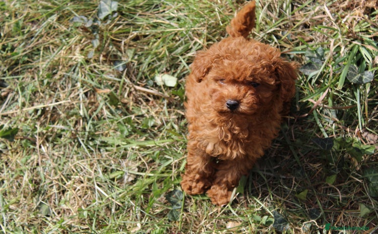 Caniche Enano perros - Anuncio 3
