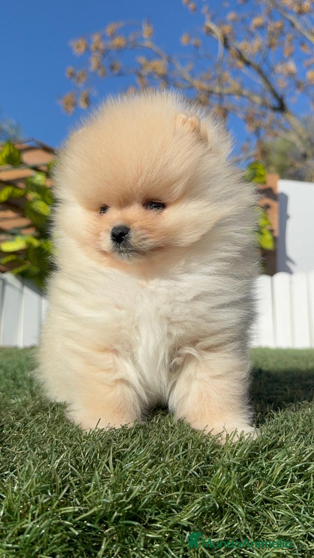 Pomerania perros en venta: POMERANIA CARA DE OSITO - Anuncio 13