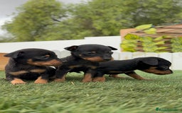 Pinscher Miniatura perros en venta: PINSCHER MINIATURA - Imagen 8