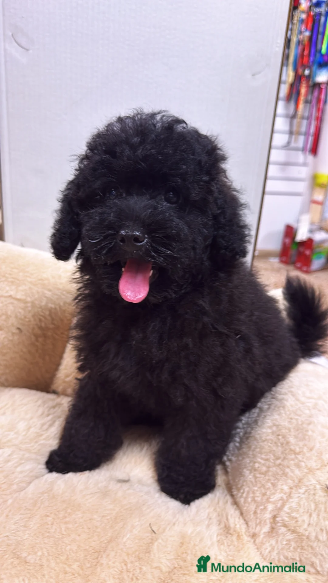 Caniche Toy perros en venta: Disponible último macho  - Anuncio 3