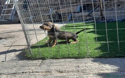 Teckel Miniatura perros en venta: TECKEL MINIATURA - Imagen 5