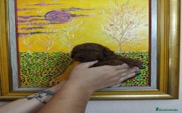 Caniche Toy perros en venta: CANICHES TOYS CALIDAD Y SELECCIÓN  - Imagen 2
