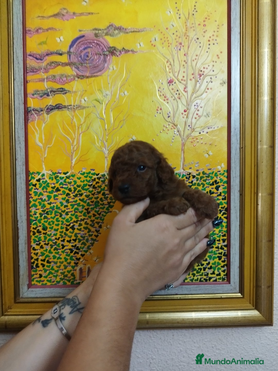 Caniche Toy perros en venta: CANICHES TOYS CALIDAD Y SELECCIÓN  - Imagen 2