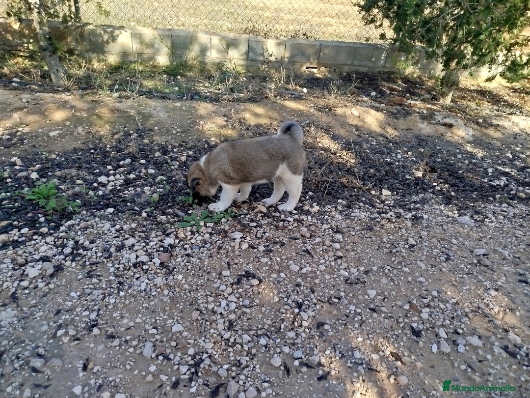 Akita Americano perros en venta: Akita americano hembra  en Alicante - Imagen 4