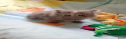 Persa gatos en venta: Gatitos persa himalayo  - Anuncio 14
