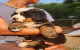 Boyero de Berna perros en venta: Criadero familiar de Boyeros de Berna - Imagen 6