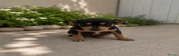 Raza Mixta perros en venta: OPORTUNIDAD (leer bien anuncio ) - Anuncio 2