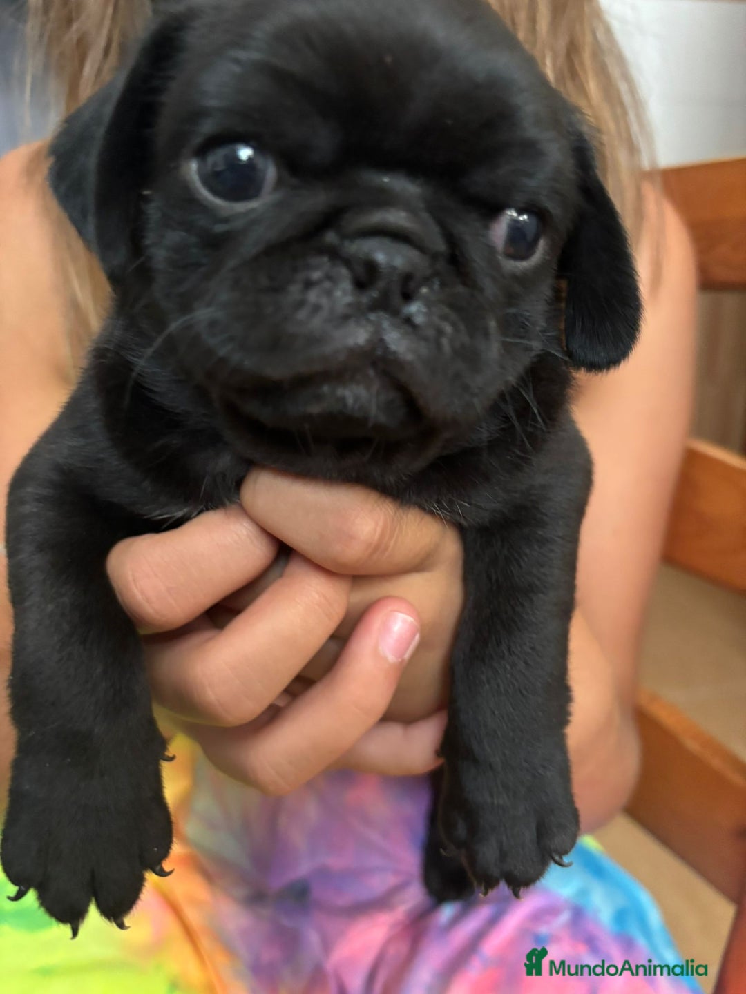 Carlino - Pug perros en venta: Macho de Carlino  - Imagen 4
