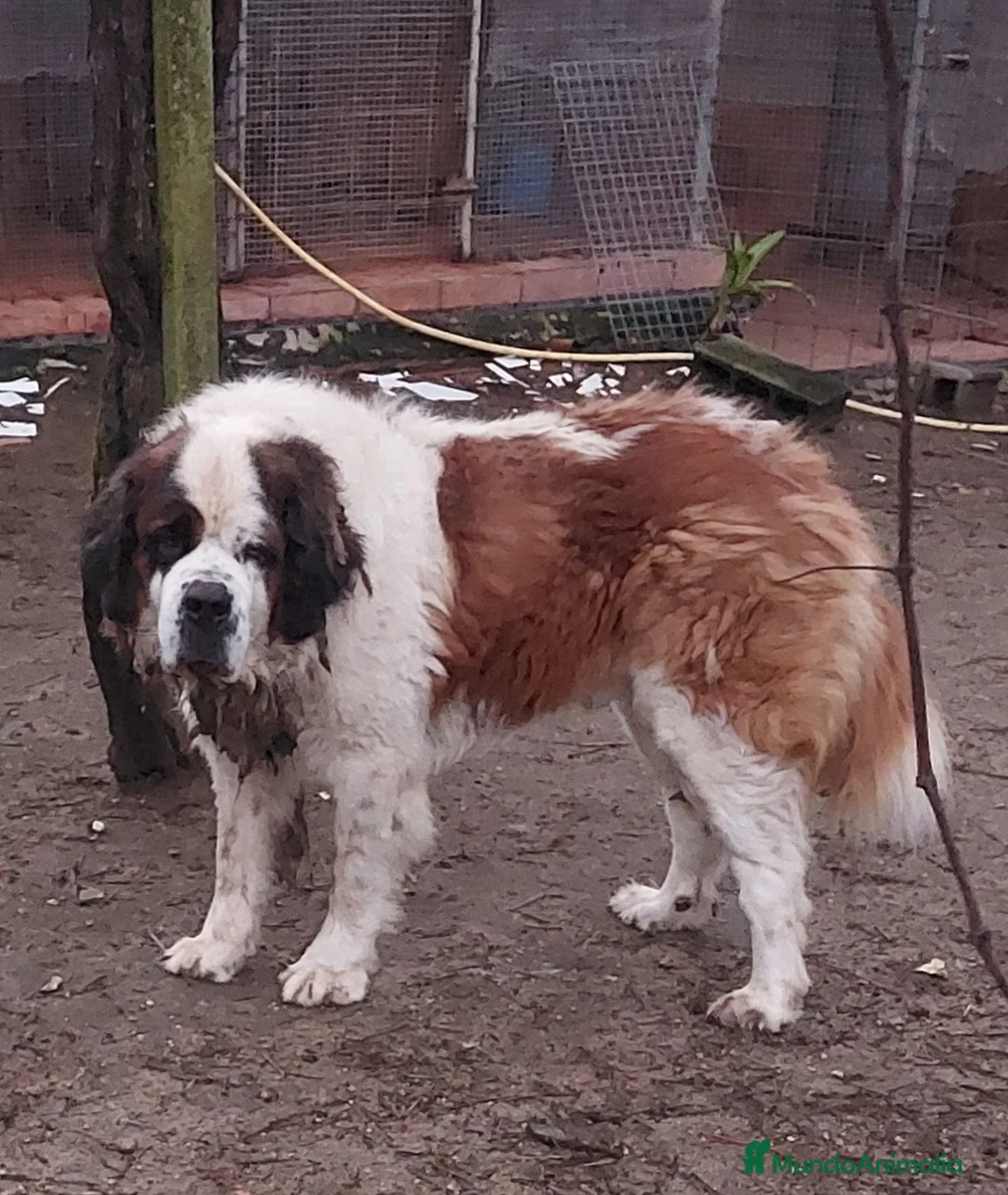 San Bernardo perros para monta: San Bernardo para monta - Anuncio 1