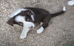 Border Collie perros en venta: Cachorros border collie color chocolate  - Imagen 1