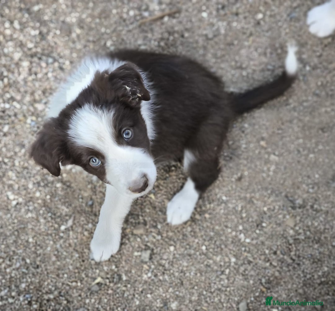 Border Collie perros en venta: Cachorros border collie color chocolate  - Imagen 1