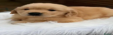 Golden Retriever 1