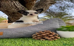 Chihuahua perros en venta: CHIHUAHUA BICOLOR MACHO - Imagen 3