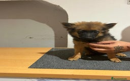 Pomerania perros en venta: Pomerania  - Imagen 1