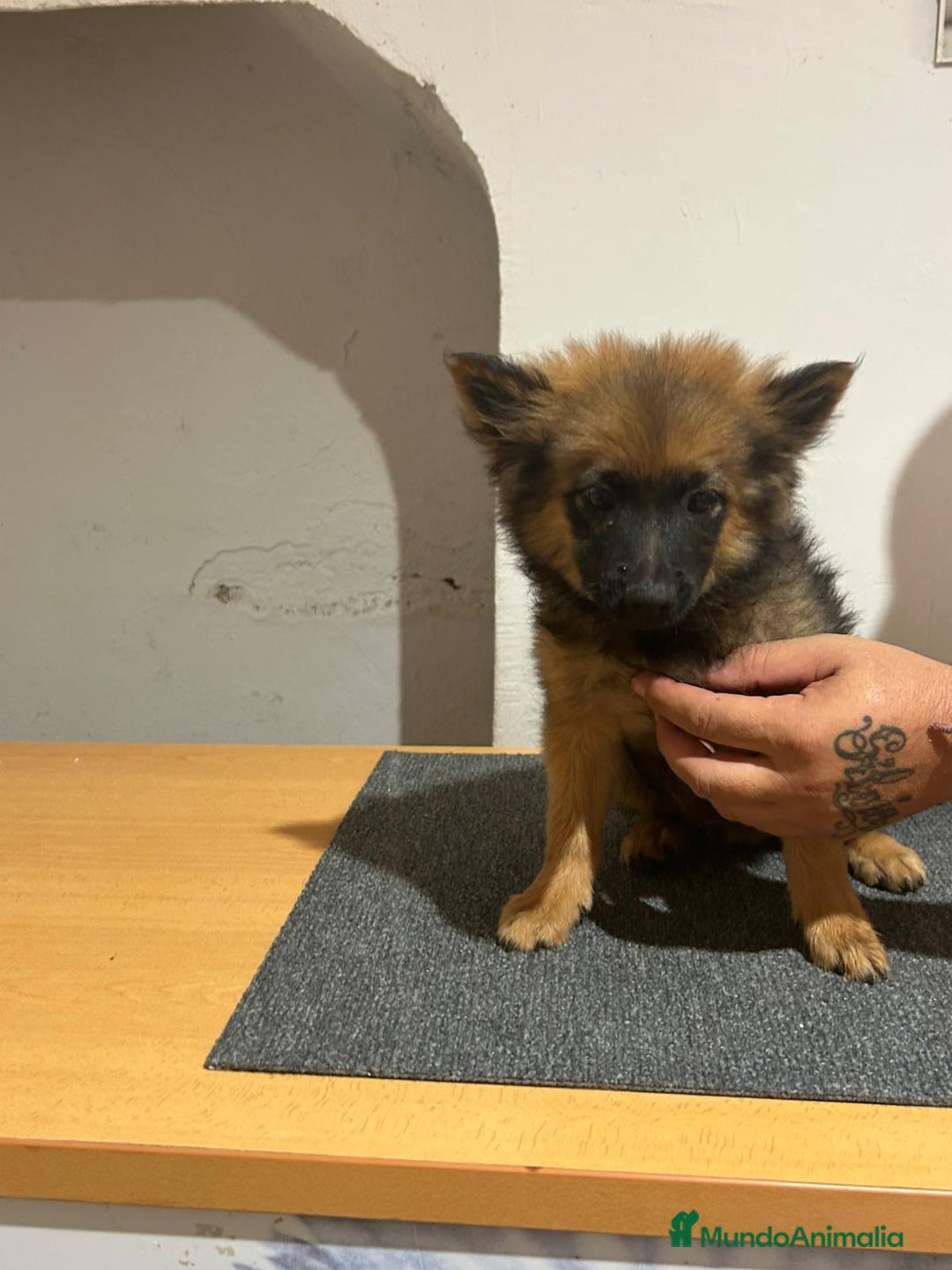 Pomerania perros en venta: Pomerania  - Imagen 1