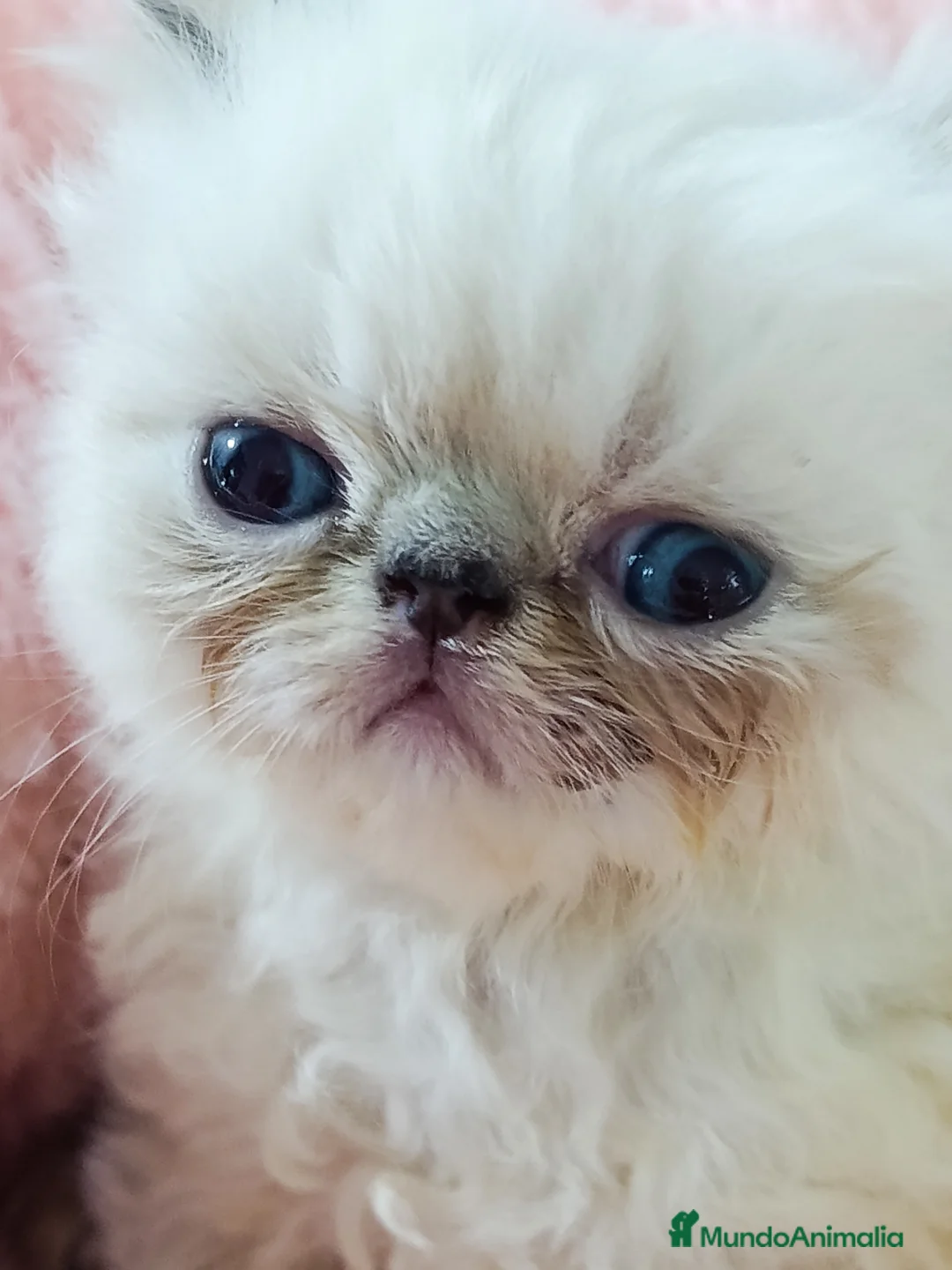 Himalayo gatos en venta: CACHORROS PERSAS HIMALAYOS  - Anuncio 1