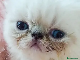 Himalayo gatos CACHORROS PERSAS HIMALAYOS - Anuncio 1