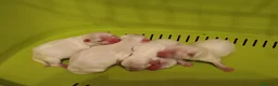 Bichón Maltés perros en venta: Maltés Toy - Anuncio 3