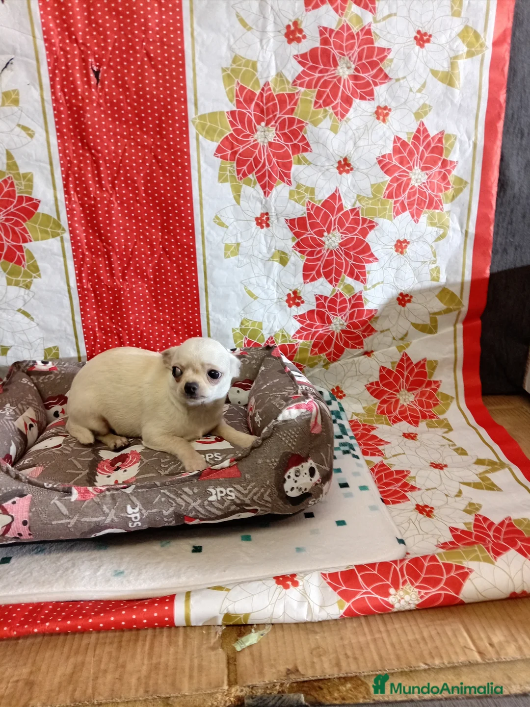 Chihuahua perros en venta: Chihuahuas toy - Anuncio 7