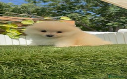 Pomerania perros en venta: POMERANIA BLANCA HEMBRA  - Imagen 11