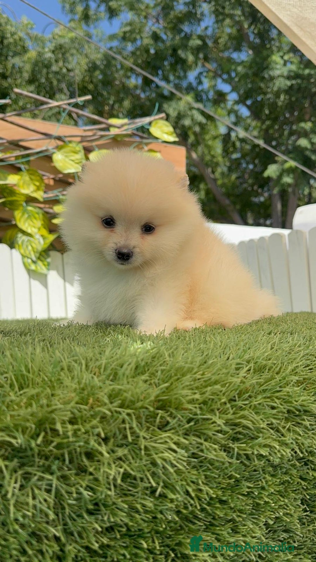 Pomerania perros en venta: POMERANIA BLANCA HEMBRA  - Imagen 11