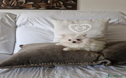 Pomerania perros en venta: Lulú de pomerania  - Imagen 2