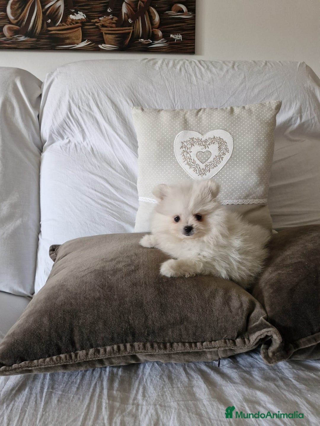Pomerania perros en venta: Lulú de pomerania  - Imagen 2