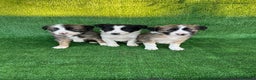 Border Collie perros en venta: Border collie  - Anuncio 1