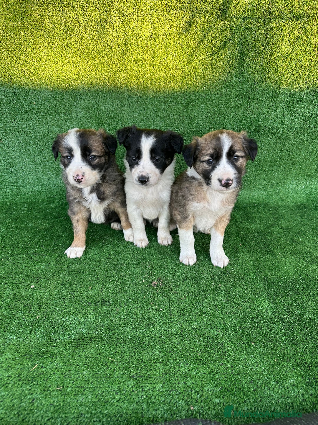 Border Collie perros en venta: Border collie  - Anuncio 1