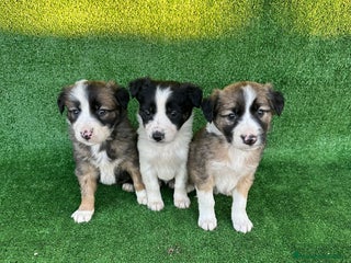 Border Collie perros Border collie - Anuncio 2