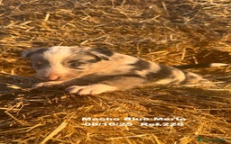 Border Collie perros en venta: Border Collie Blue Merle - Anuncio 21