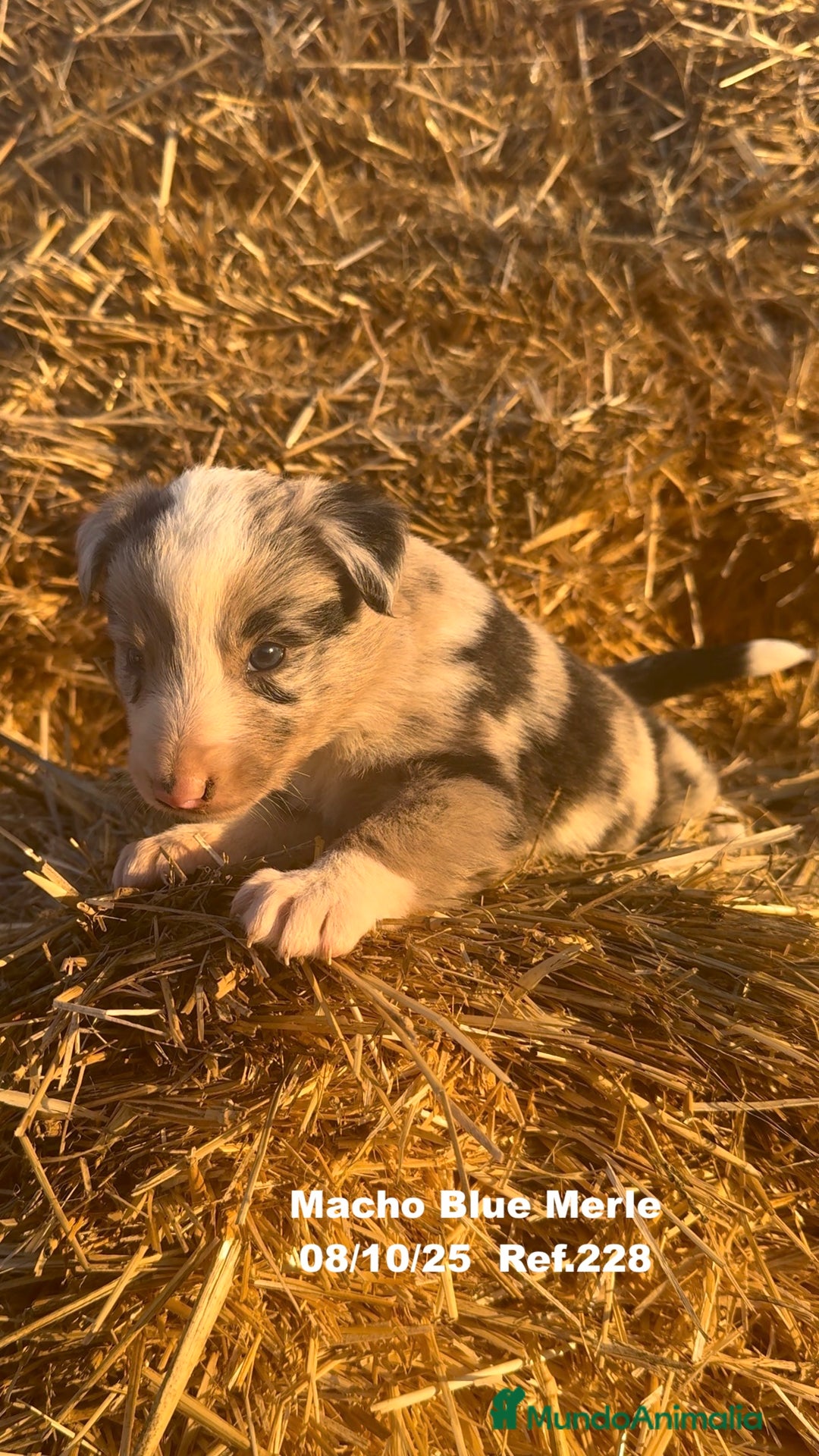 Border Collie perros en venta: Border Collie Blue Merle - Anuncio 21