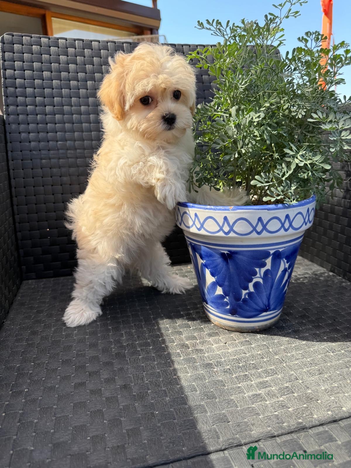 Maltipoo perros Maltipoo hembra toy disponible !!! - Anuncio 1