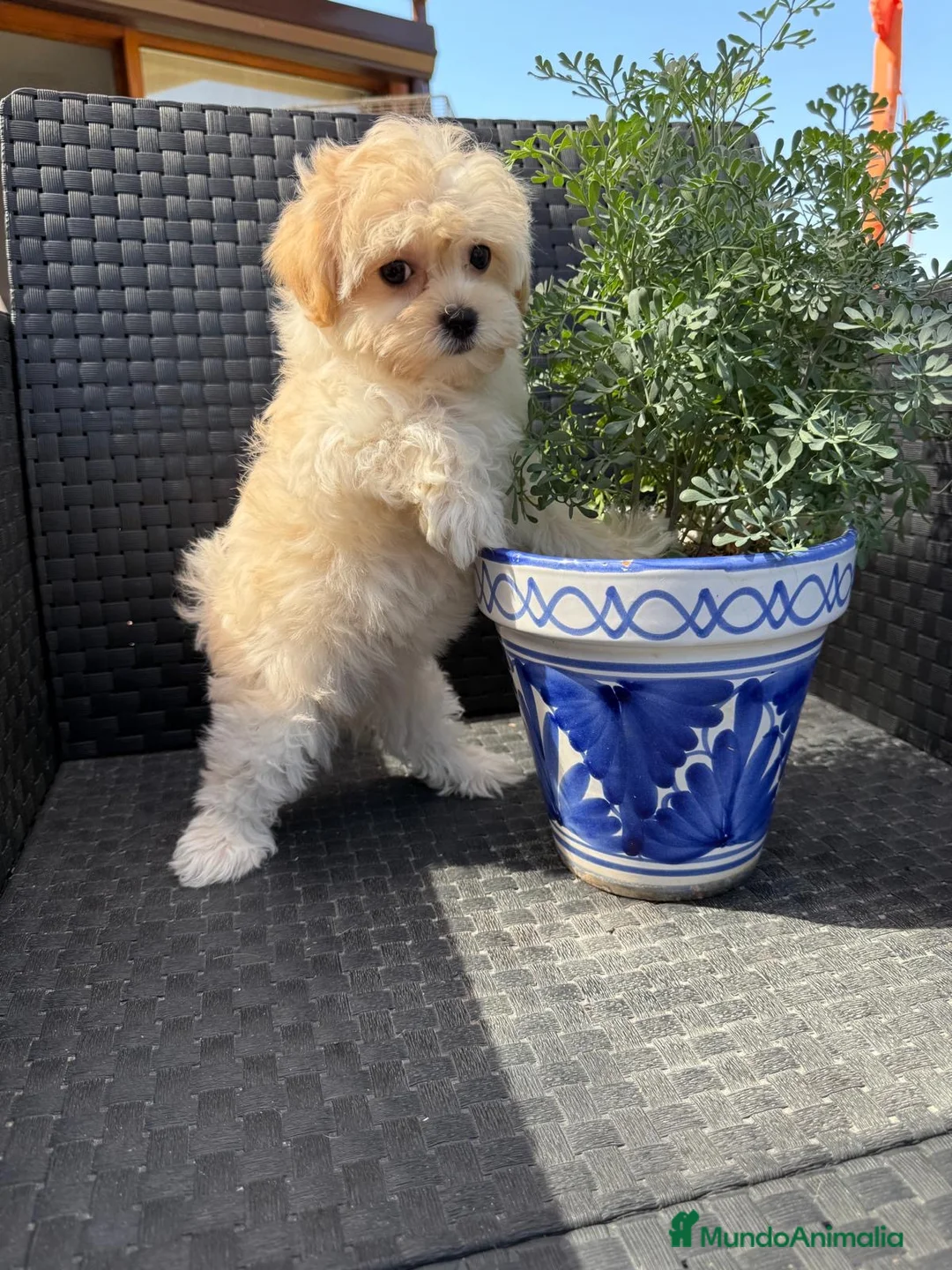 Maltipoo perros en venta: Maltipoo hembra toy disponible !!! - Anuncio 1