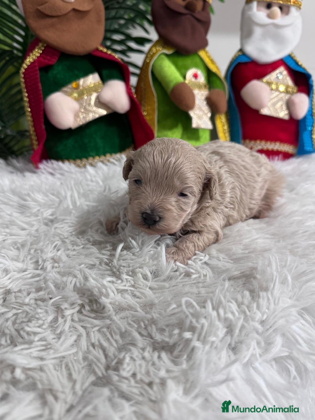 Maltipoo perros en venta: MALTIPOO MACHO - Anuncio 8